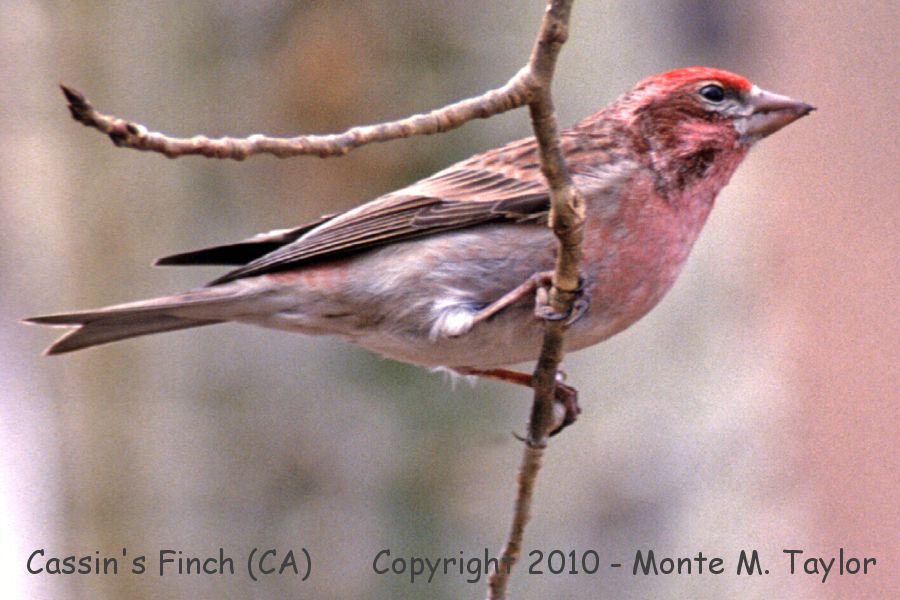 Cassin's Finch -winter male- (California)