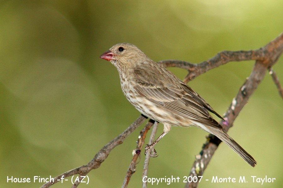House Finch -spring female- (Arizona)