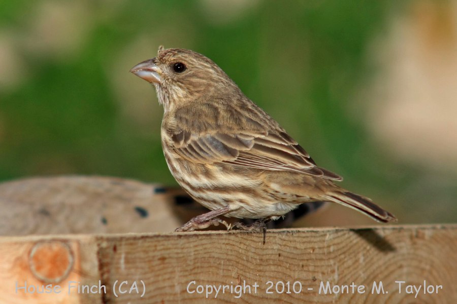 House Finch -winter female- (California)