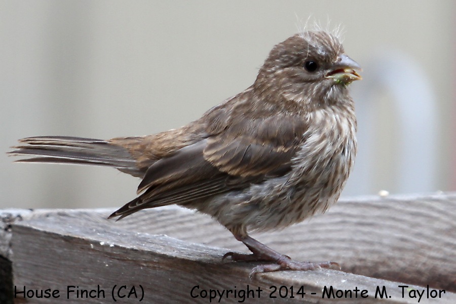 House Finch -spring fledgling- (California)