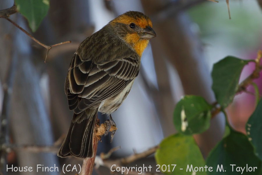 House Finch -fall male- (California)
