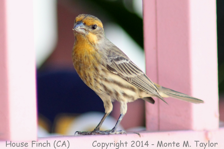 House Finch -fall male / orange- (California)