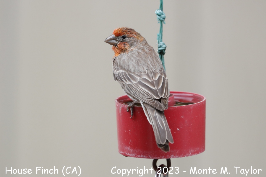 House Finch -spring male- (California)