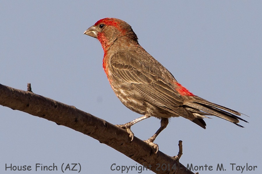 House Finch -summer male- (Arizona)