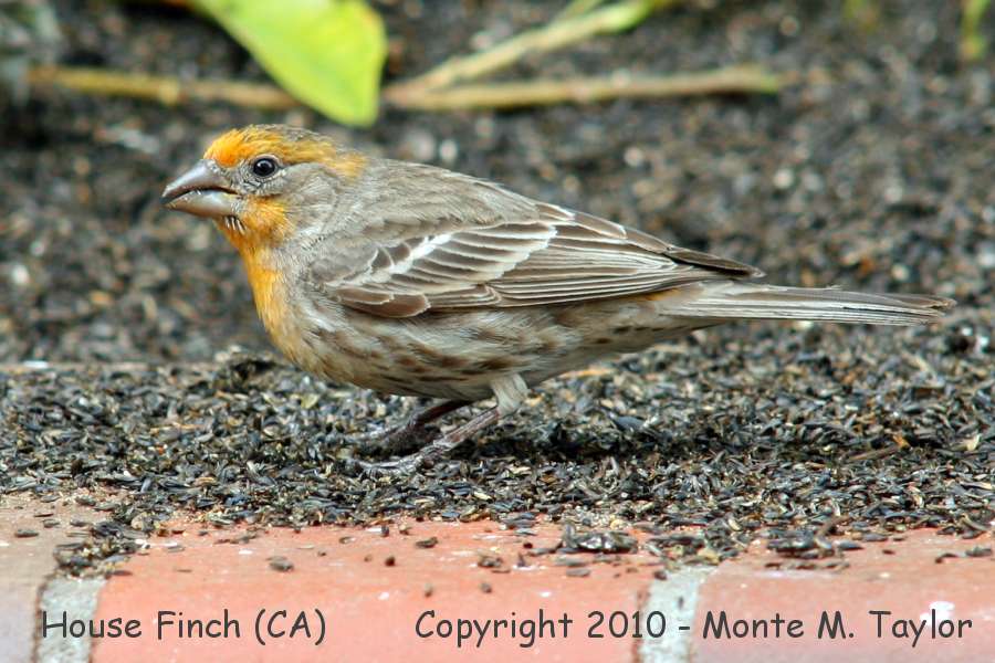 House Finch -winter male- (California)