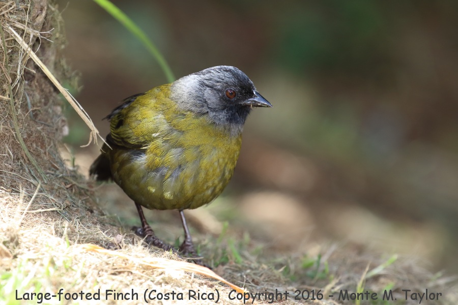 Large-footed Finch -winter- (Savegre, Costa Rica)
