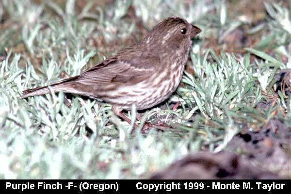Purple Finch -summer female- (Oregon)