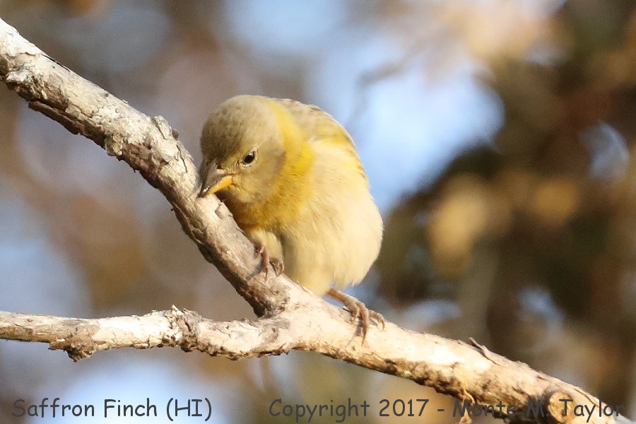 Saffron Finch -spring female- (Big Island, Hawai'i)