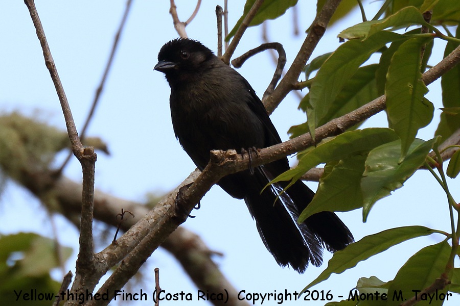 Yellow-thighed Brushfinch -winter- (Savegre, Costa Rica)