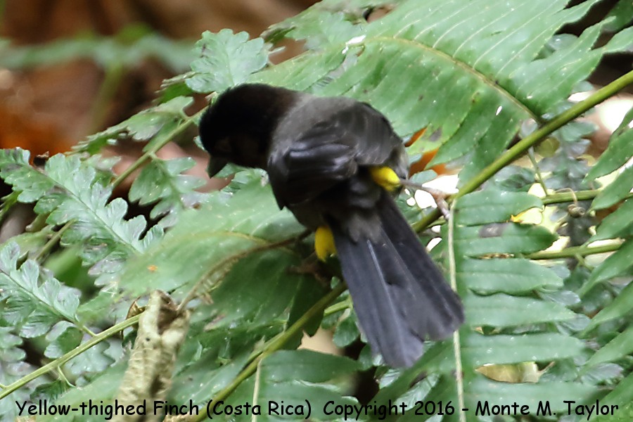 Yellow-thighed Brushfinch -winter- (Savegre, Costa Rica)