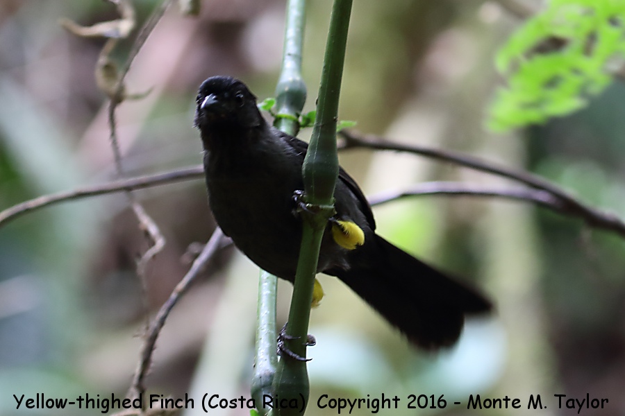 Yellow-thighed Brushfinch -winter- (Savegre, Costa Rica)