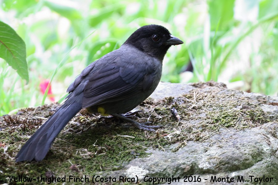 Yellow-thighed Brushfinch -winter- (Savegre, Costa Rica)