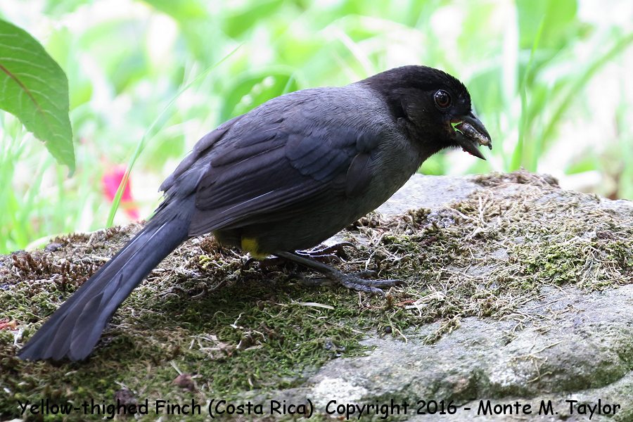Yellow-thighed Brushfinch -winter- (Savegre, Costa Rica)