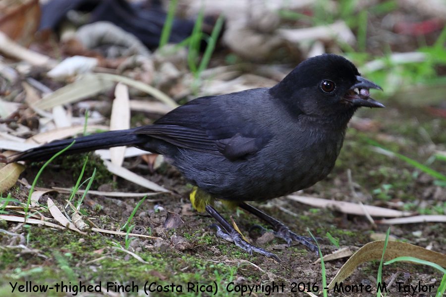 Yellow-thighed Brushinch -winter- (Savegre, Costa Rica)
