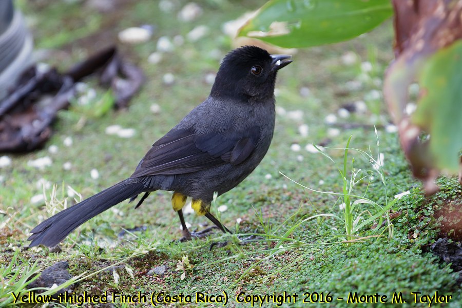 Yellow-thighed Brushinch -winter- (Savegre, Costa Rica)
