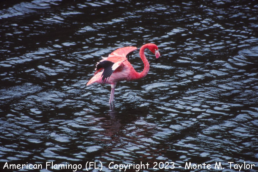 American Flamingo -summer- (Florida)