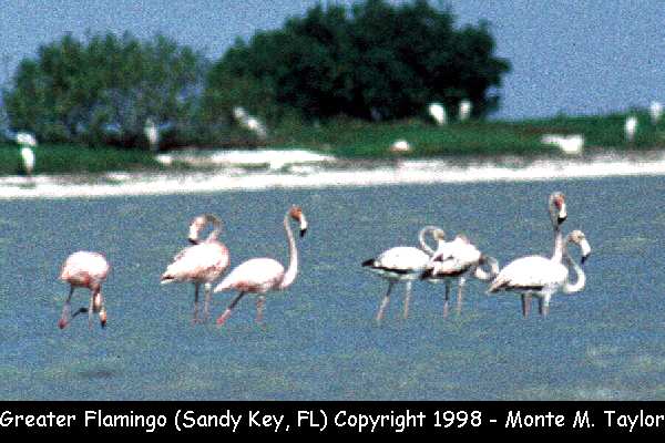 Greater Flamingo -summer- (Sandy Key, Florida)