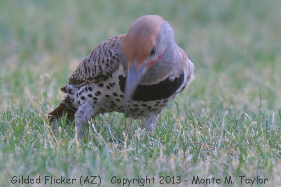 Gilded Flicker -summer male- (Arizona)