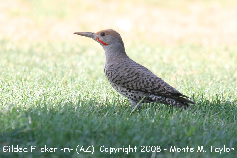Gilded Flicker -summer male- (Arizona)