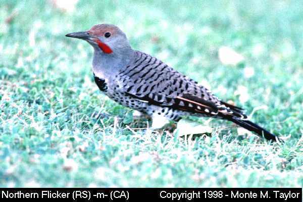 Northern (Red-shafted) Flicker -fall male- (California)