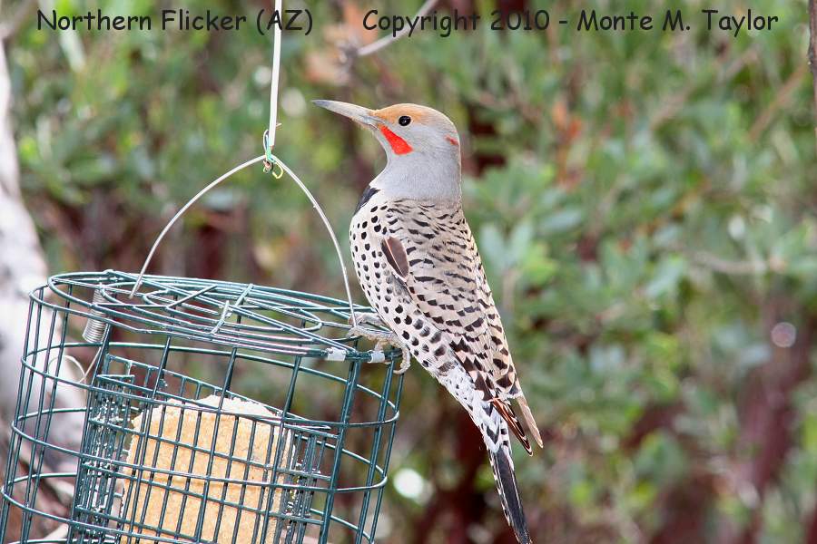 Northern (red-shafted) Flicker -winter male- (Arizona)