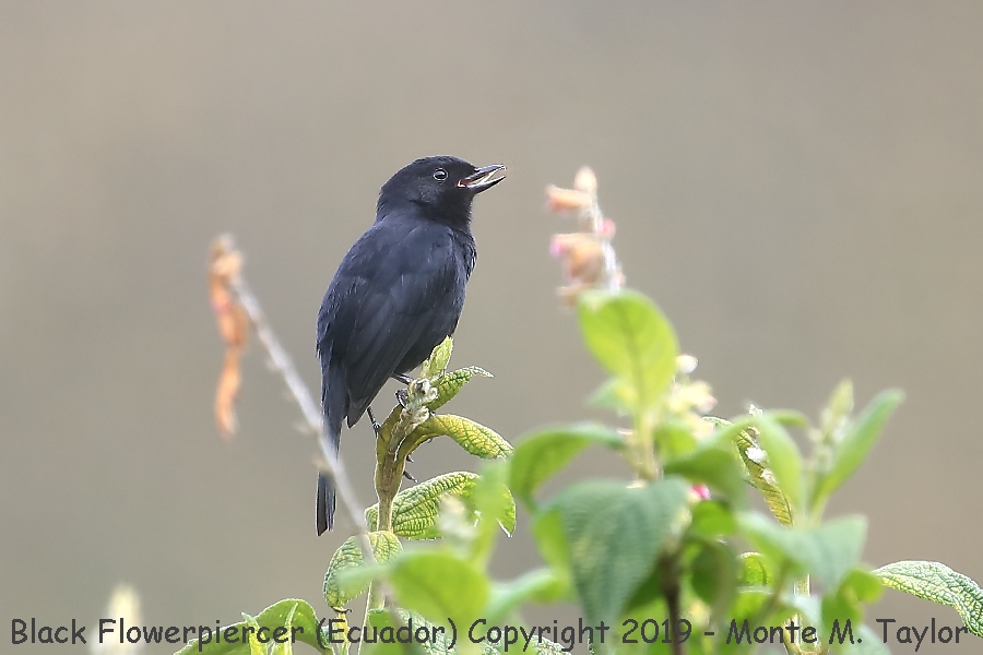Black Flowerpiercer -November- (Tambo Condor Lodge, Ecuador)