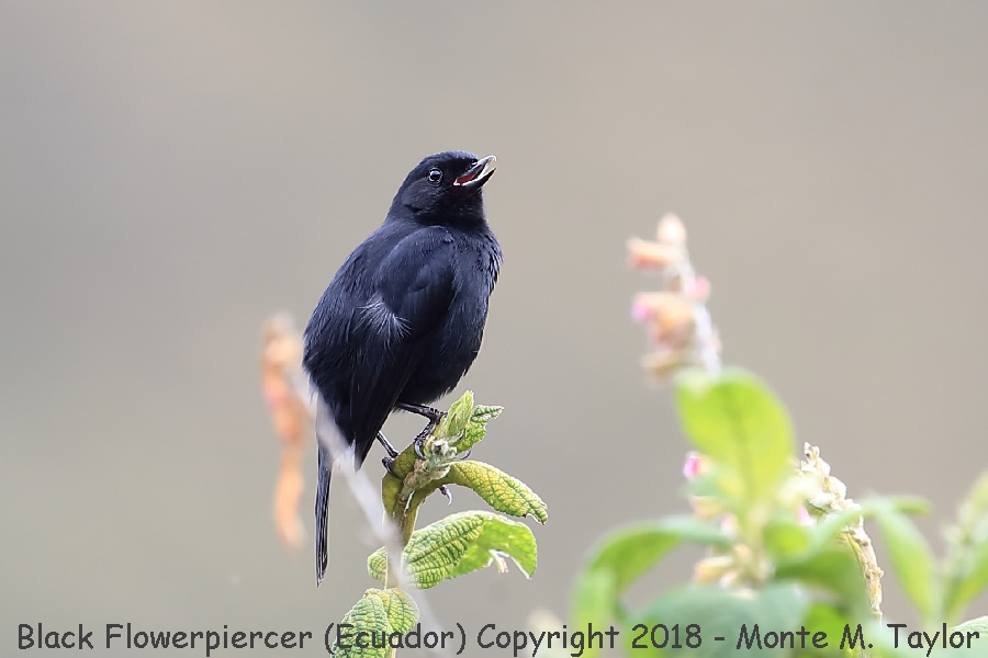 Black Flowerpiercer -November- (Tambo Condor Lodge, Ecuador)