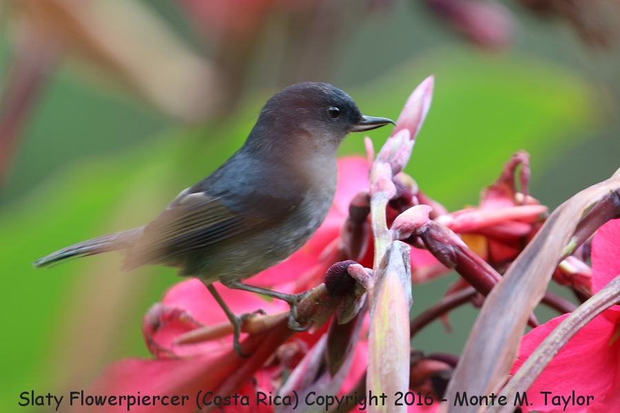 Slaty Flowerpiercer -winter male- (Savegre, Costa Rica)