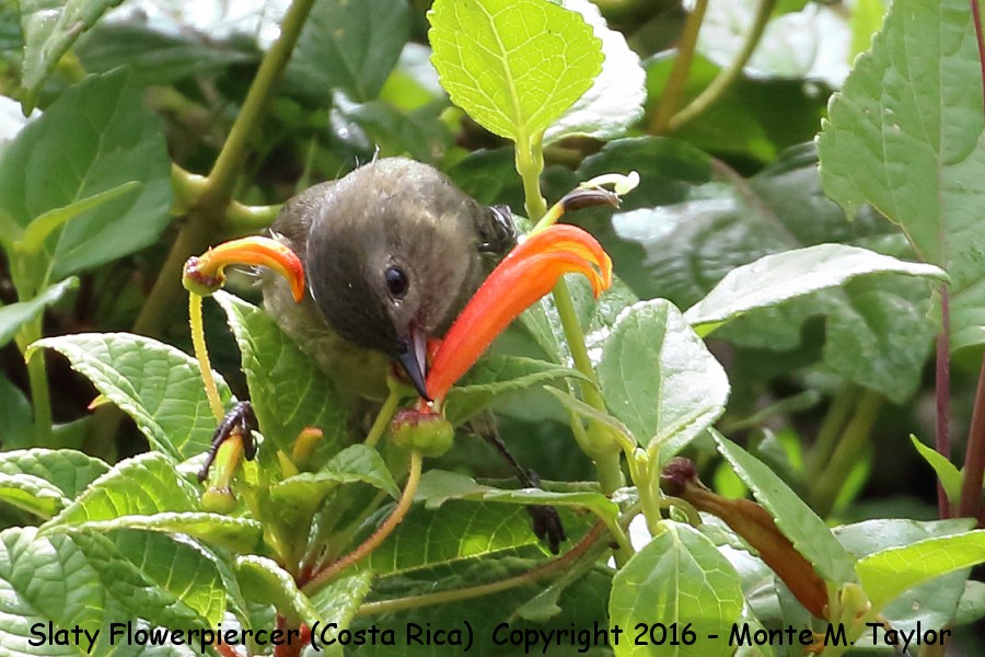 Slaty Flowerpiercer -winter female- (Savegre, Costa Rica)