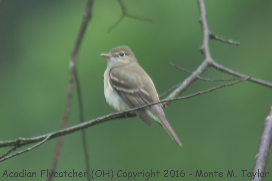 Acadian Flycatcher -spring- (Ohio)