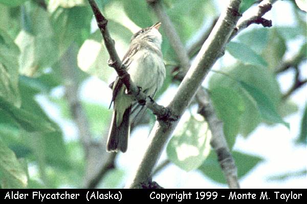 Alder Flycatcher -spring calling and taped- (Alaska)