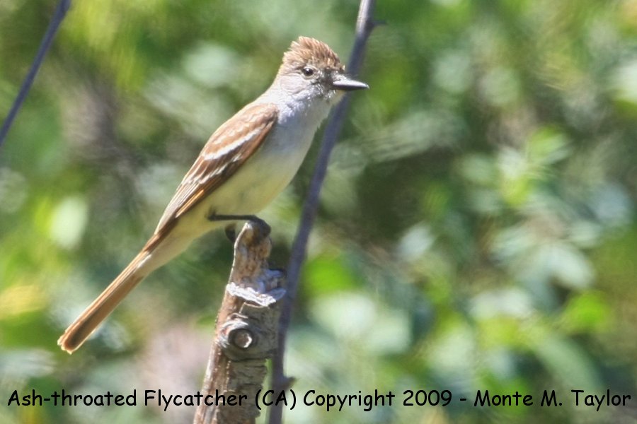 Ash-throated Flycatcher -spring- (California)