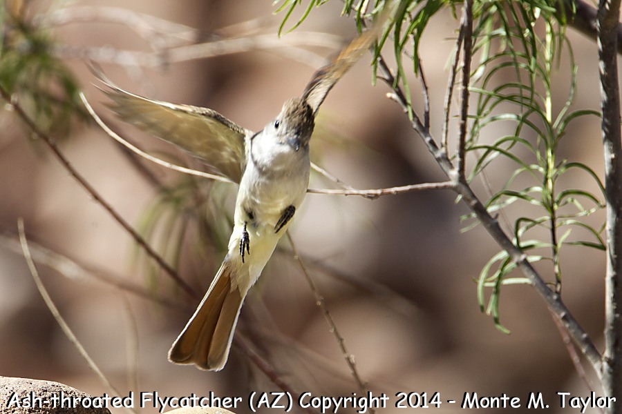 Ash-throated Flycatcher -summer- (Arizona)