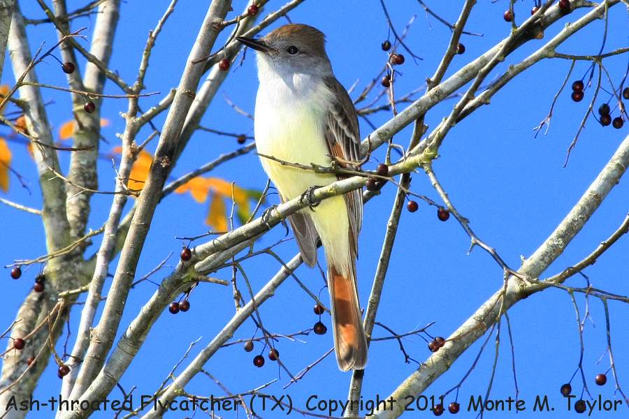 Ash-throated Flycatcher -winter- (Texas)