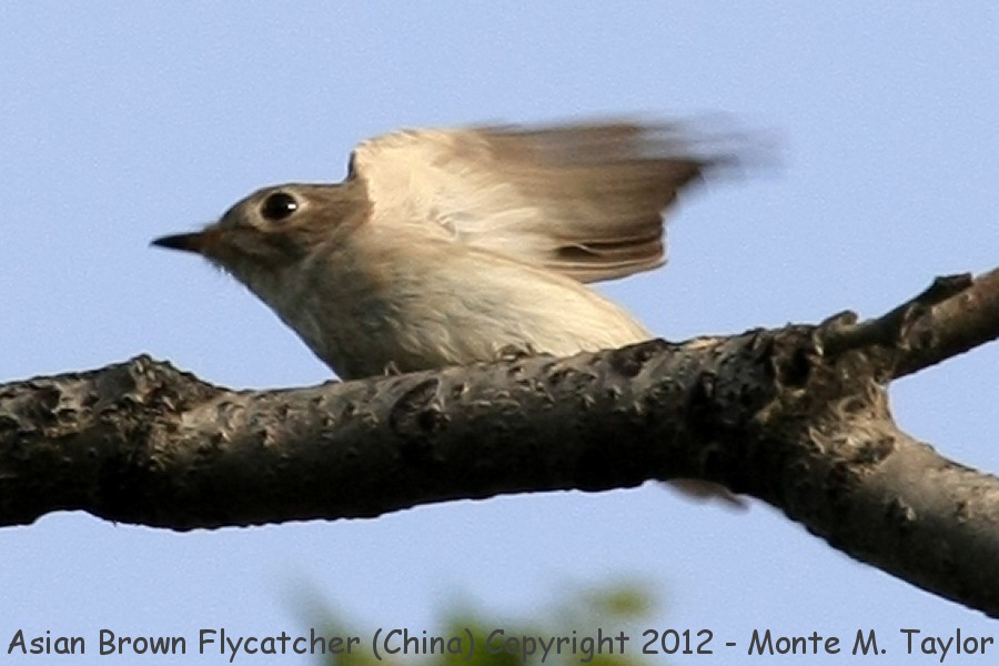 Asian Brown Flycatcher -spring- (Tianjin, China)