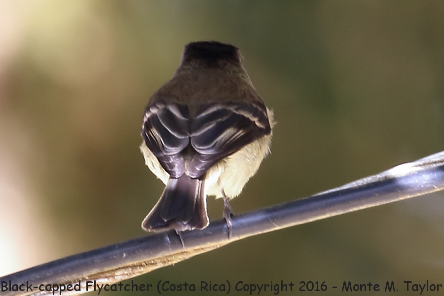 Black-capped Flycatcher -winter- (Savegre, Costa Rica)