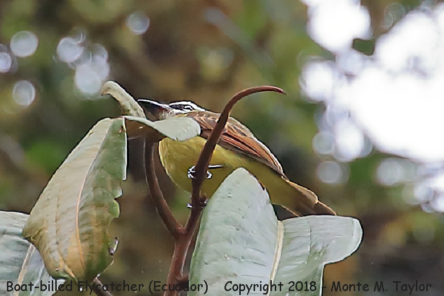 Boat-billed Flycatcher -November- (Paz Reserve, Ecuador)
