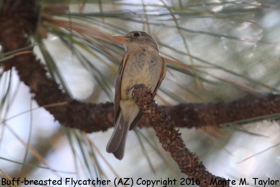 Buff-breasted Flycatcher -spring- (Catalina Mountains, Arizona)