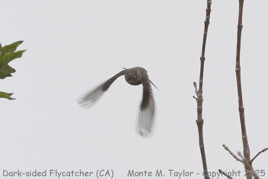 Dark-sided Flycatcher (sibirica) -Sept 19th, 2025- (Mountain View, California)