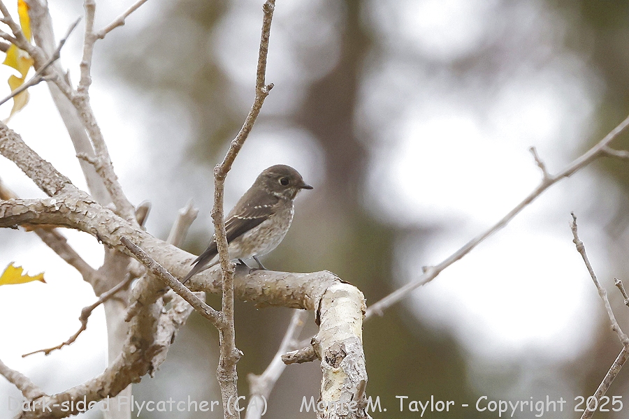 Dark-sided Flycatcher (sibirica) -Sept 19th, 2025- (Mountain View, California)