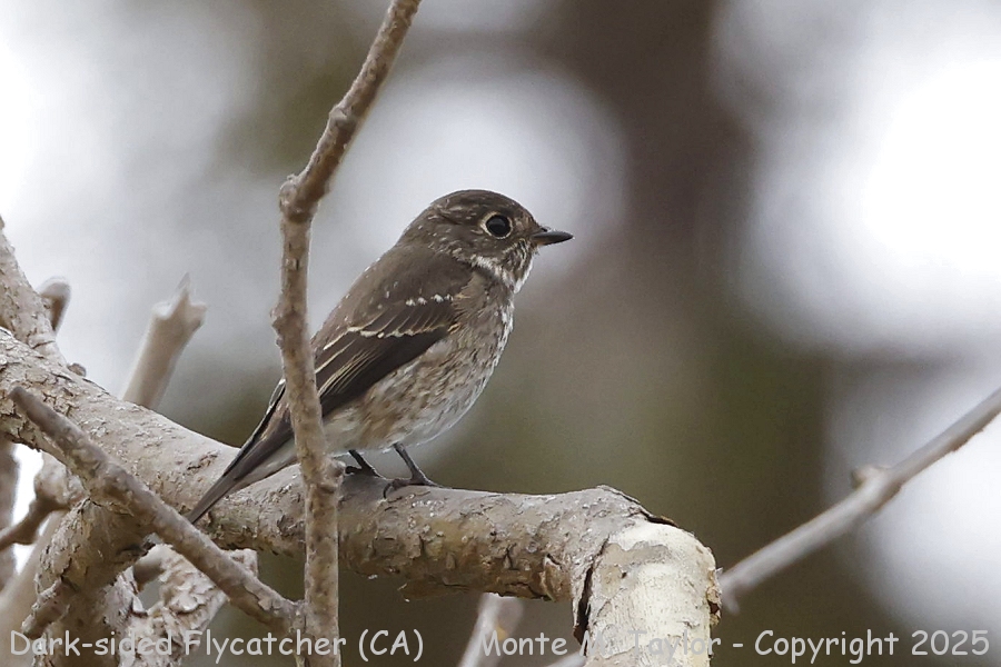 Dark-sided Flycatcher (sibirica) -Sept 19th, 2025- (Mountain View, California)