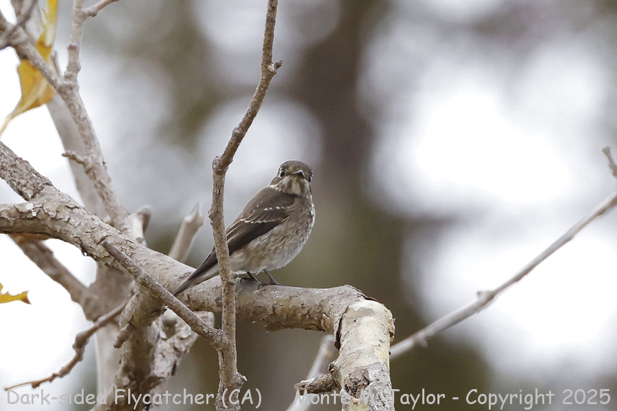 Dark-sided Flycatcher (sibirica) -Sept 19th, 2025- (Mountain View, California)
