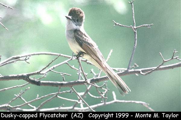 Dusky-capped Flycatcher -spring- (Arizona)