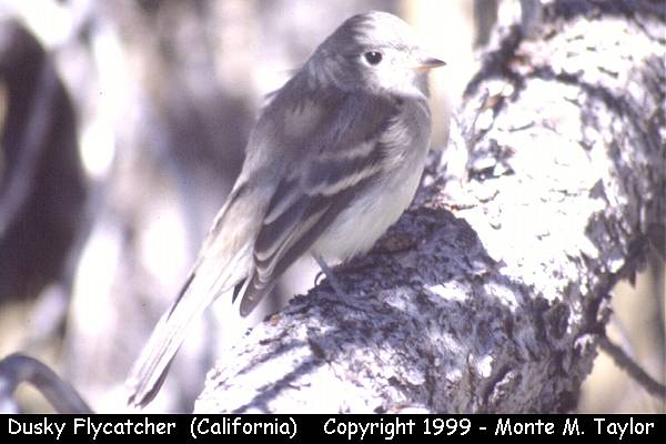 Dusky Flycatcher -spring- (California)