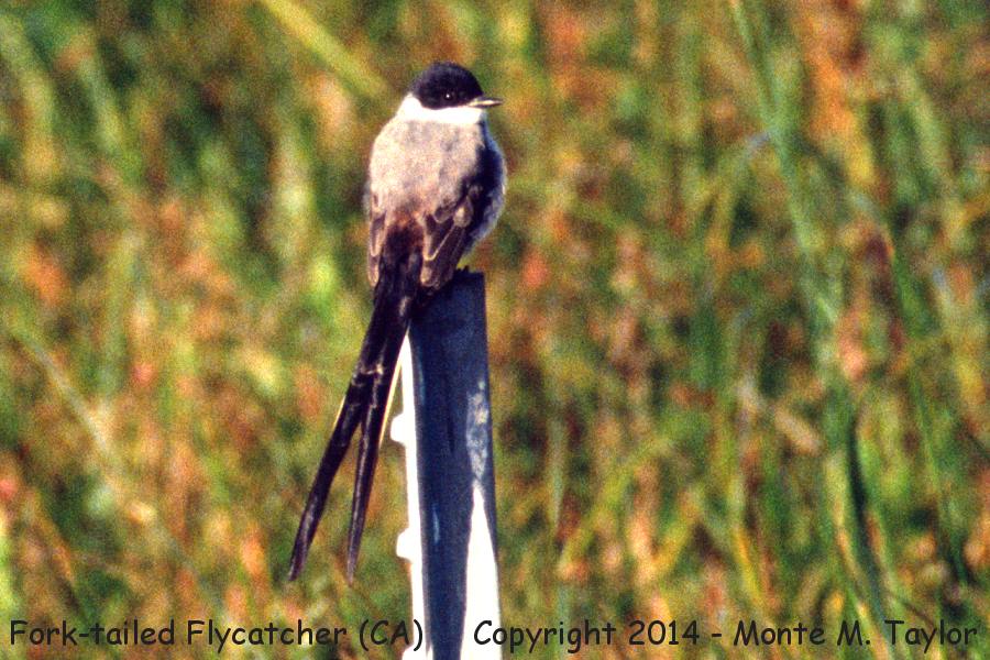 Fork-tailed Flycatcher -Sept 5th, 1992- (near Bodega Bay, Jenner, California)