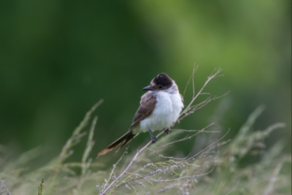 Fork-tailed Flycatcher -May 24th, 2025- (Randall Island, New York, NY)