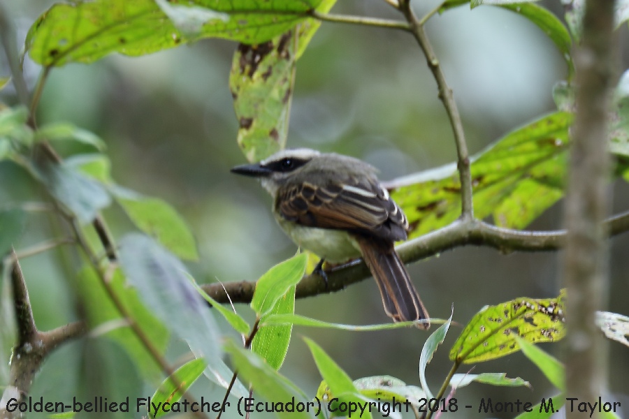 Golden-bellied Flycatcher -November- (Bellavista, Ecuador)