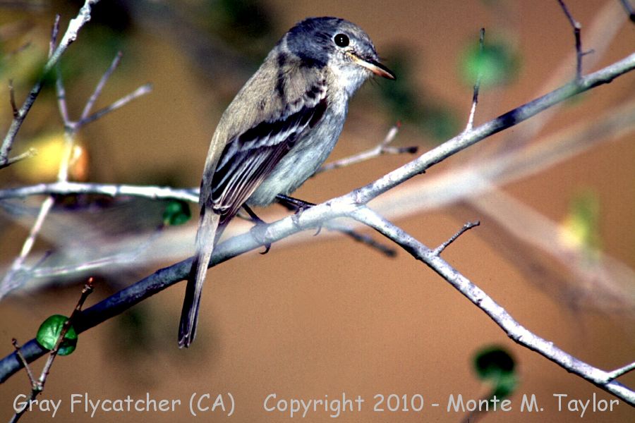 Gray Flycatcher -spring- California)