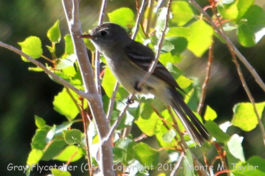 Gray Flycatcher -spring- (California)