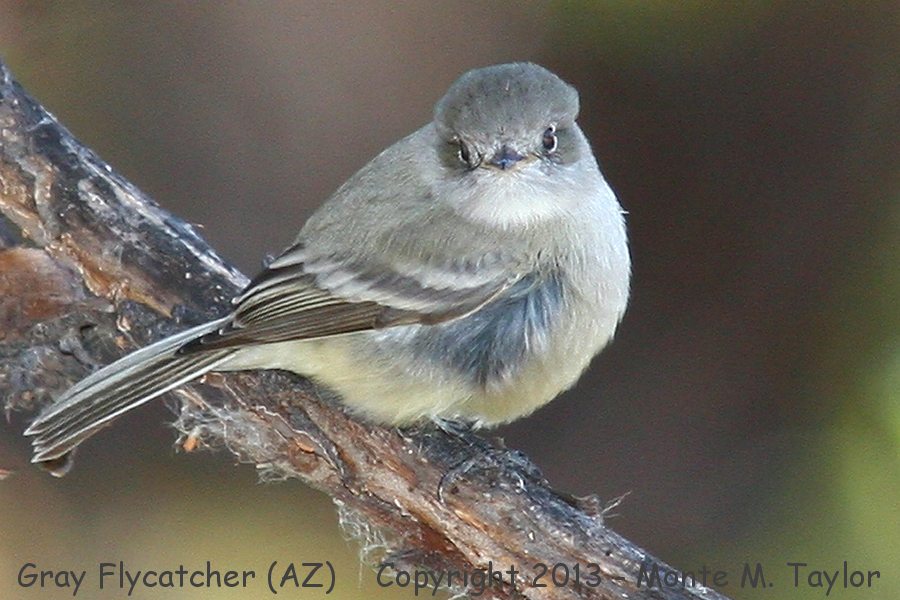 Gray Flycatcher -winter- (Arizona)